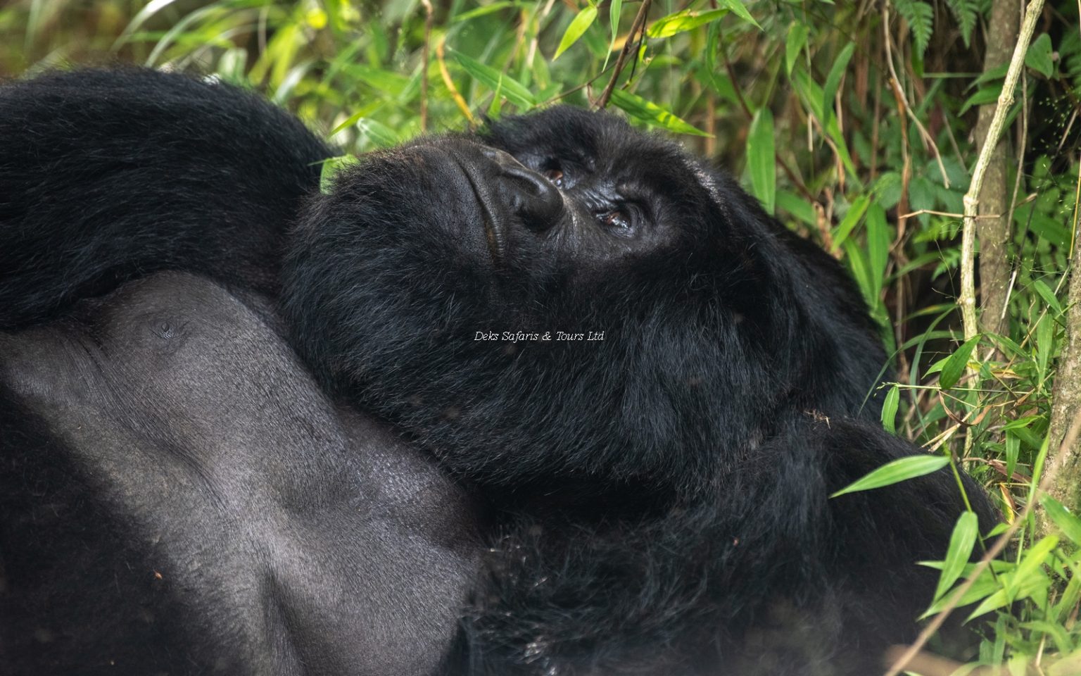 Can I Do RWANDA GORILLA TREKKING During The Rainy Season