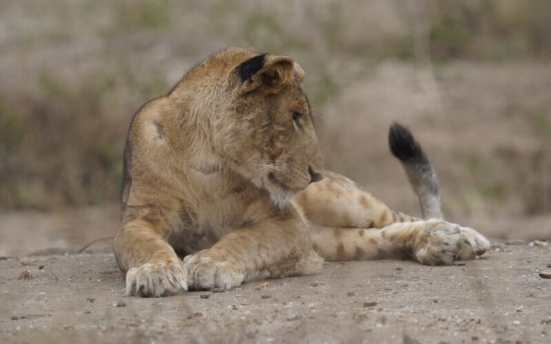 Rwanda Kenya Tanzania & Zanzibar Safari