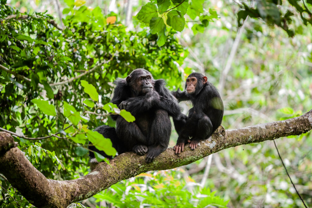 best-of-6-day-rwanda-primates-tour