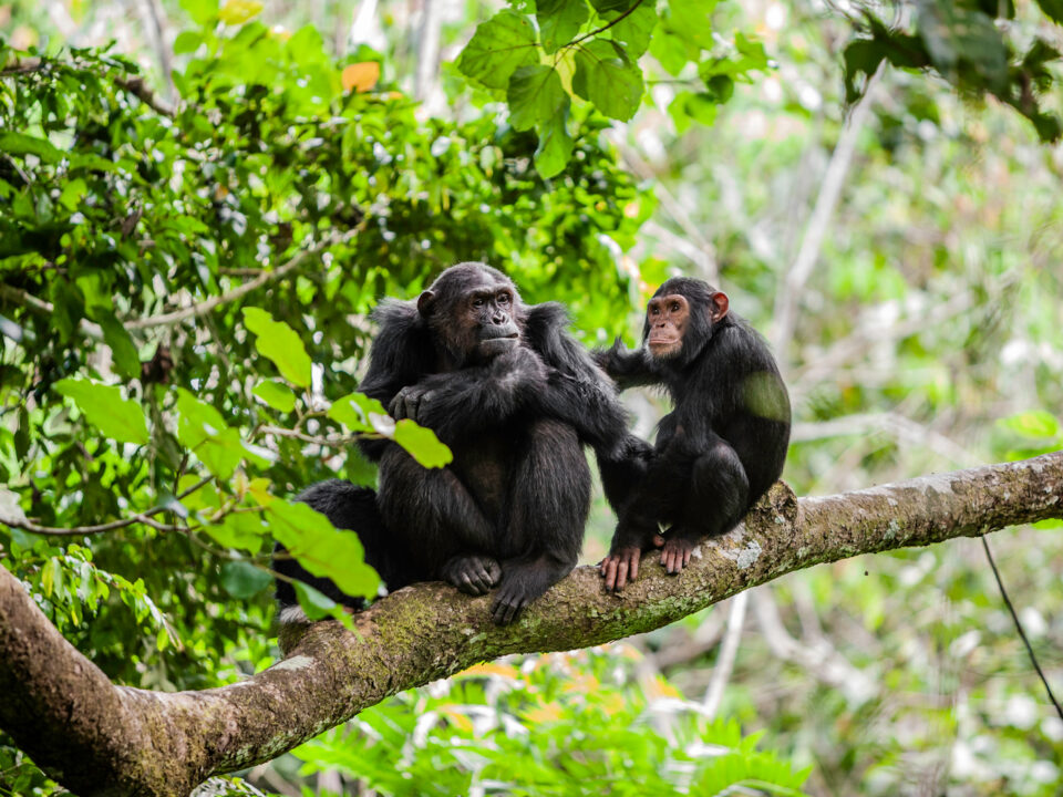 best-of-6-day-rwanda-primates-tour
