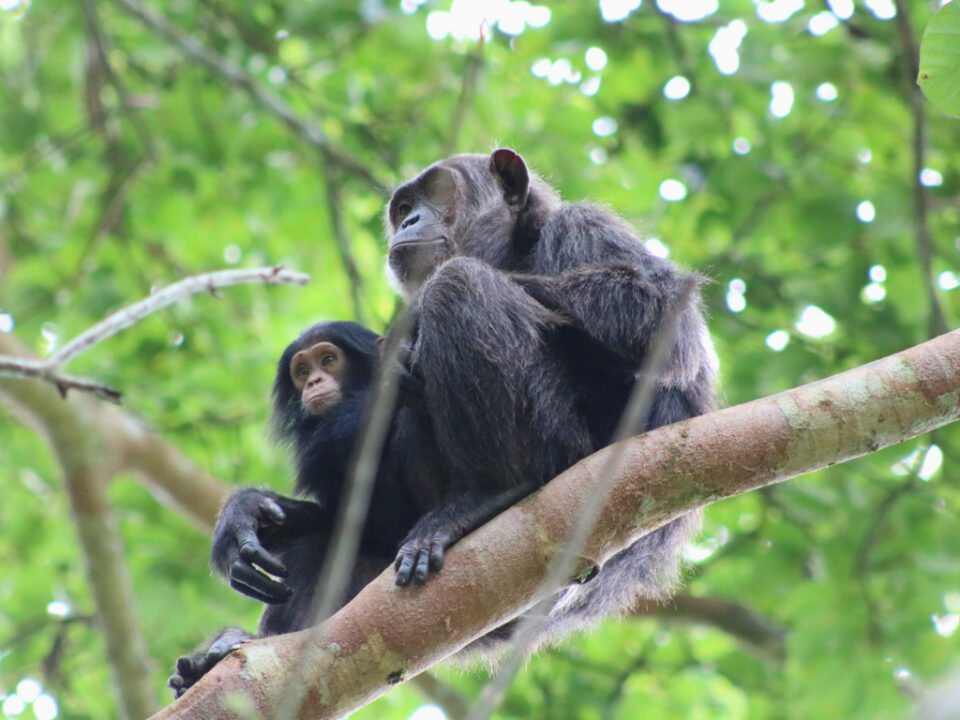 Uganda Chimpanzee Tour