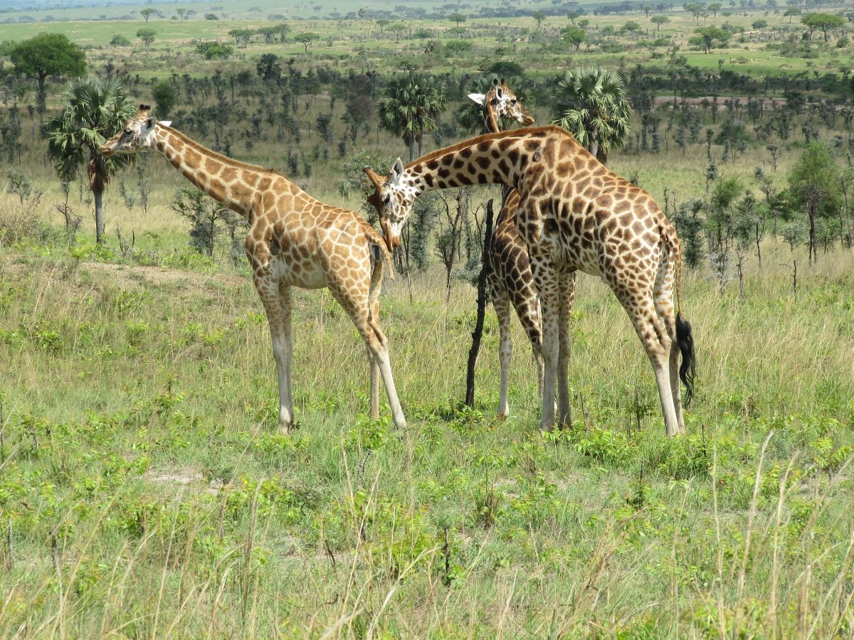 Giraffes