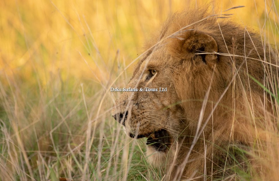 The Big Five Safaris Adventure