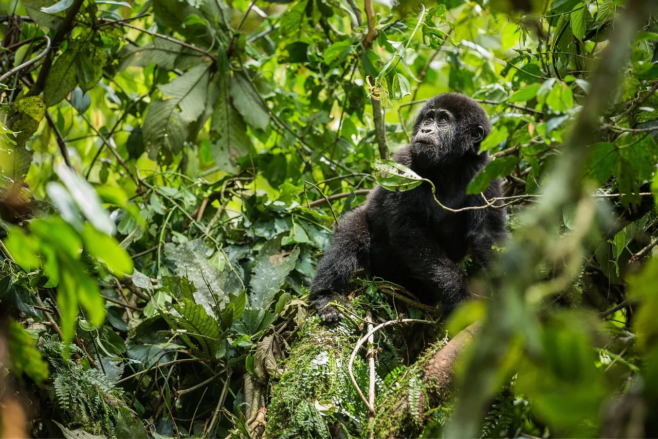 Rwanda Gorilla Safari Tour, Golden Monkey, Culture Tour - Deks
