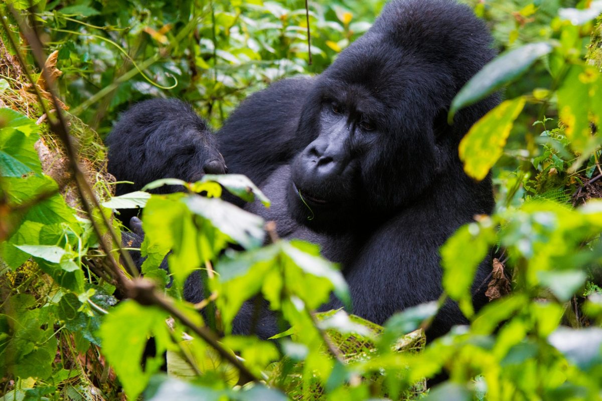 Ultimate Guide To Gorilla Trekking Tours From DUBAI 2024 Updates   DSC 7837 