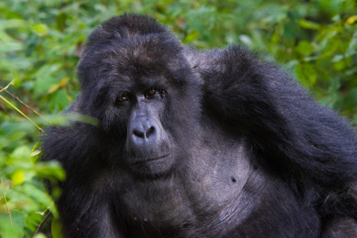 Silverback Gorillas Facts Strength Weight Height Lifespan Size