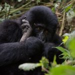 Gorilla Trekking in Uganda from Mombasa Boat Trip