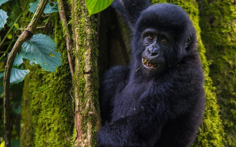 Uganda Gorilla & Golden Monkey Habituation 4-Day Safari Rwanda Primates & Gorilla Trekking