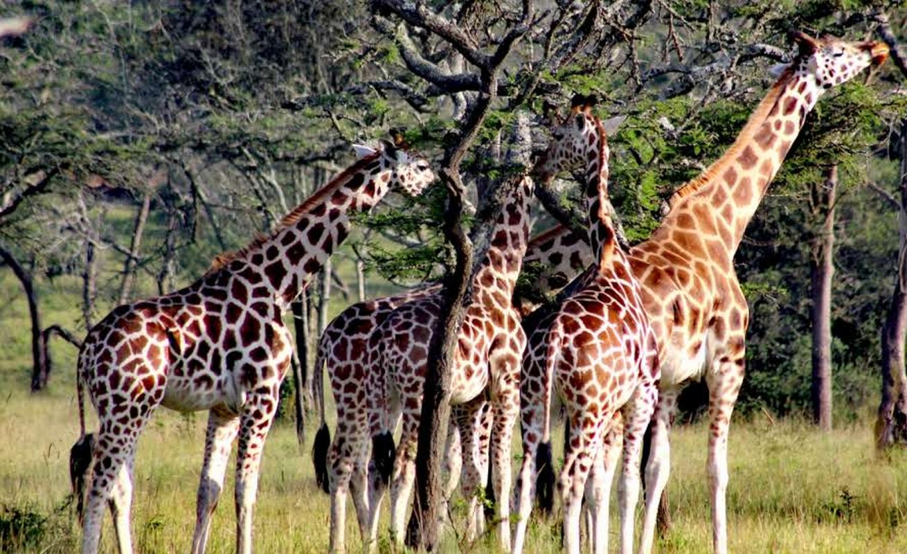 14 Days Across Africa Safari 2 Weeks In Africa 2024 Deks Tours   IMG 20210528 2215451 