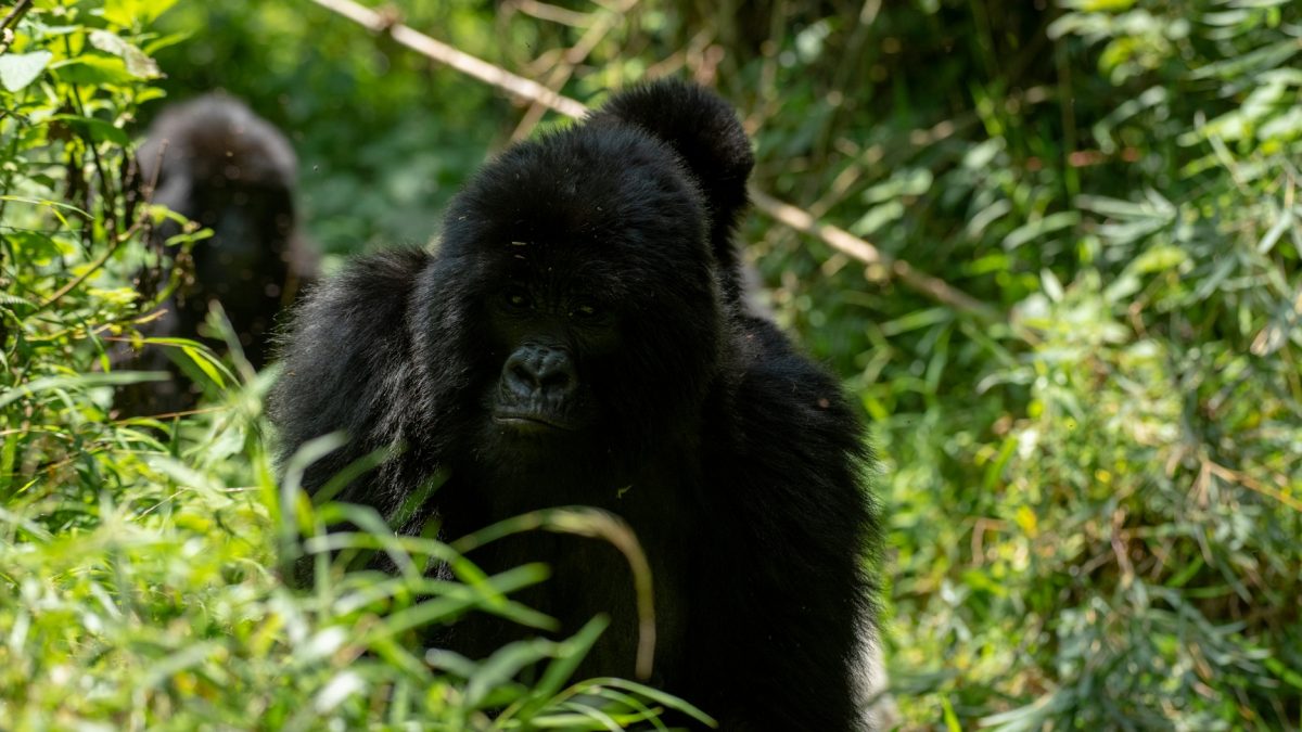 Short Rwanda Safaris