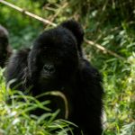 Short Rwanda Safaris