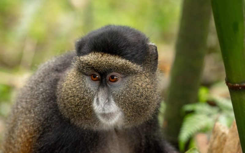 Golden Monkey Tracking Short Rwanda Safaris
