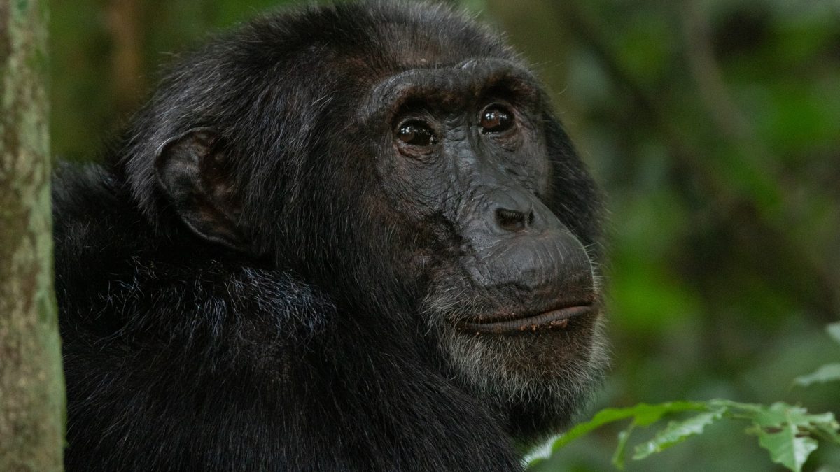 Short Rwanda Chimpanzee Safaris