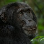 Short Rwanda Chimpanzee Safaris