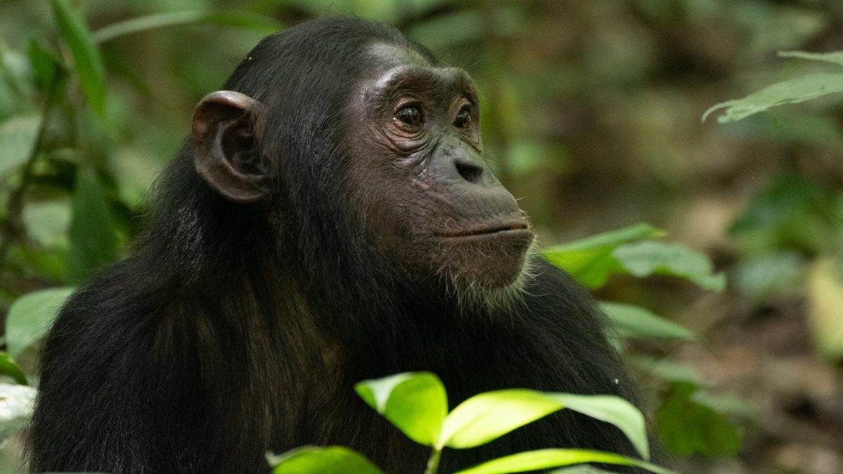 5 Days Uganda Chimpanzees Tracking Safari