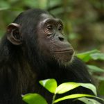 5 Days Uganda Chimpanzees Tracking Safari