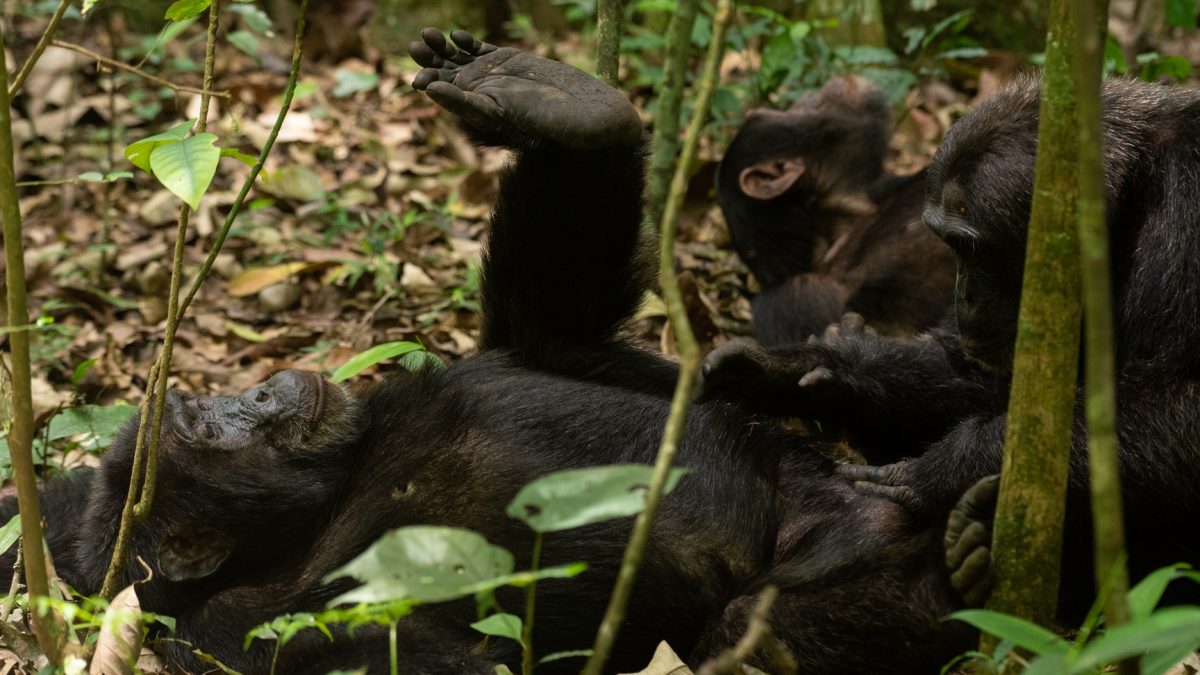 Chimpanzee Tracking Safaris in Uganda