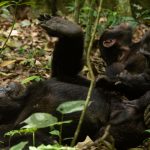 Chimpanzee Tracking Safaris in Uganda