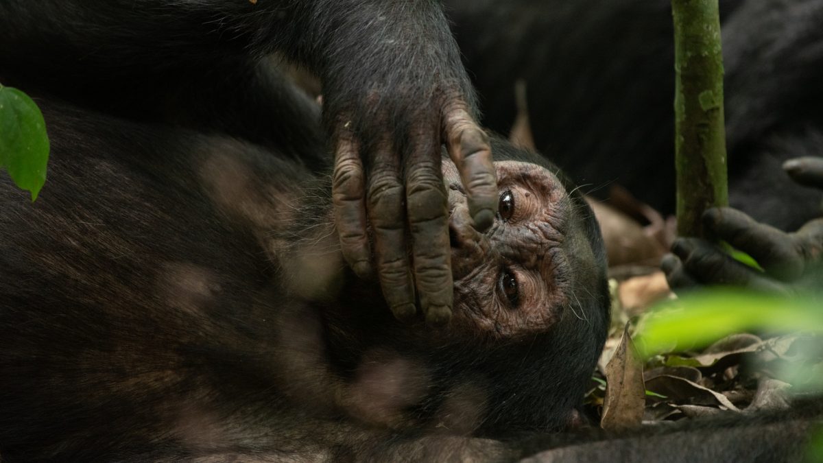 Chimpanzee Tracking Tours in Uganda