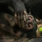 Chimpanzee Tracking Tours in Uganda