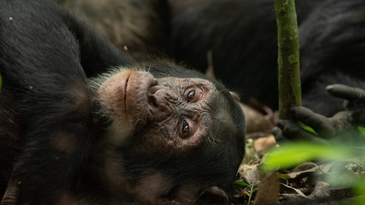 Chimpanzee Tracking Safaris in Uganda