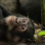 Chimpanzee Tracking Safaris in Uganda