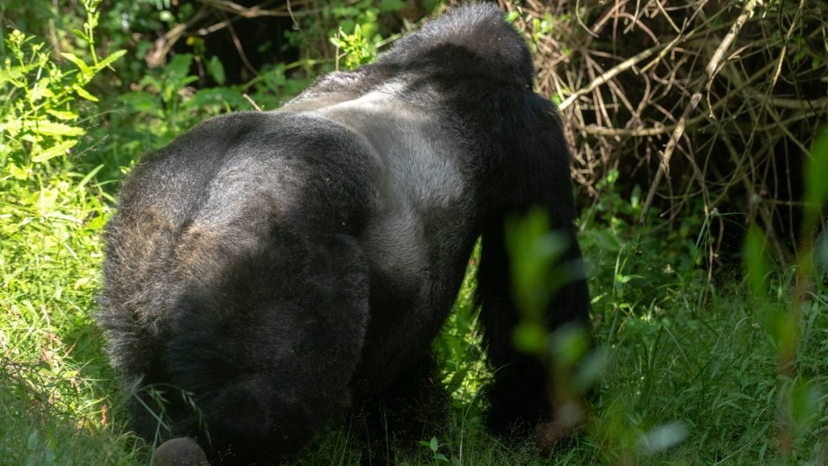 Gorilla Trekking Tours to Africa