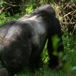 Gorilla Trekking Tours to Africa