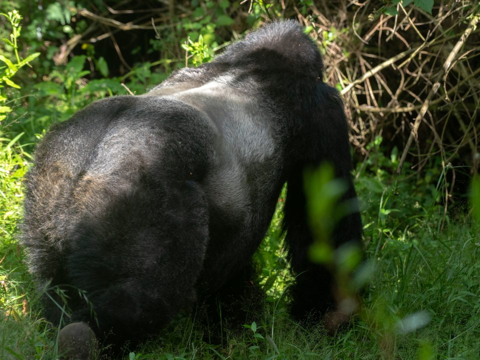 Gorilla Trekking Tours to Africa