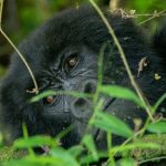 Gorilla Trekking Tours to Africa