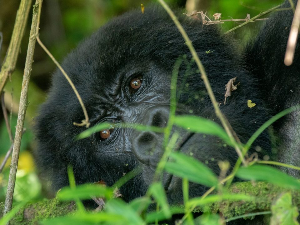 Gorilla Trekking Tours to Africa