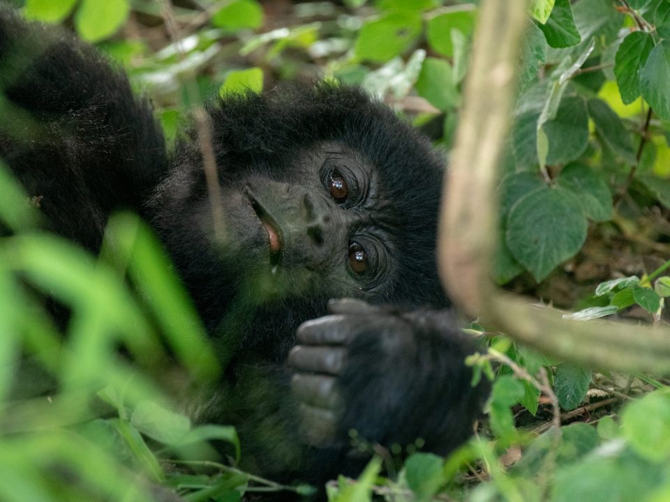 Rwanda Gorilla Trek Safari