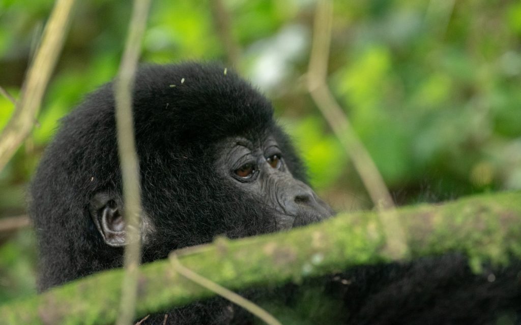 Rwanda Gorilla Trek Safari