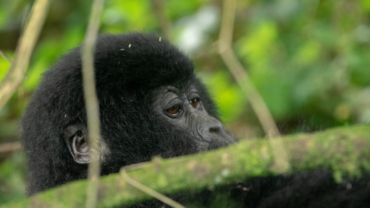 Rwanda Gorilla Trek Safari