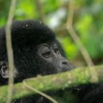 Rwanda Gorilla Trek Safari