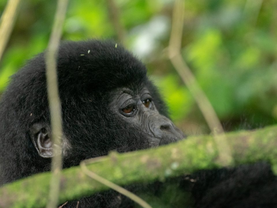 Rwanda Gorilla Trek Safari