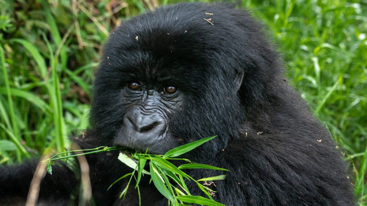 Long Uganda Gorilla Safaris