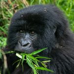 Long Uganda Gorilla Safaris