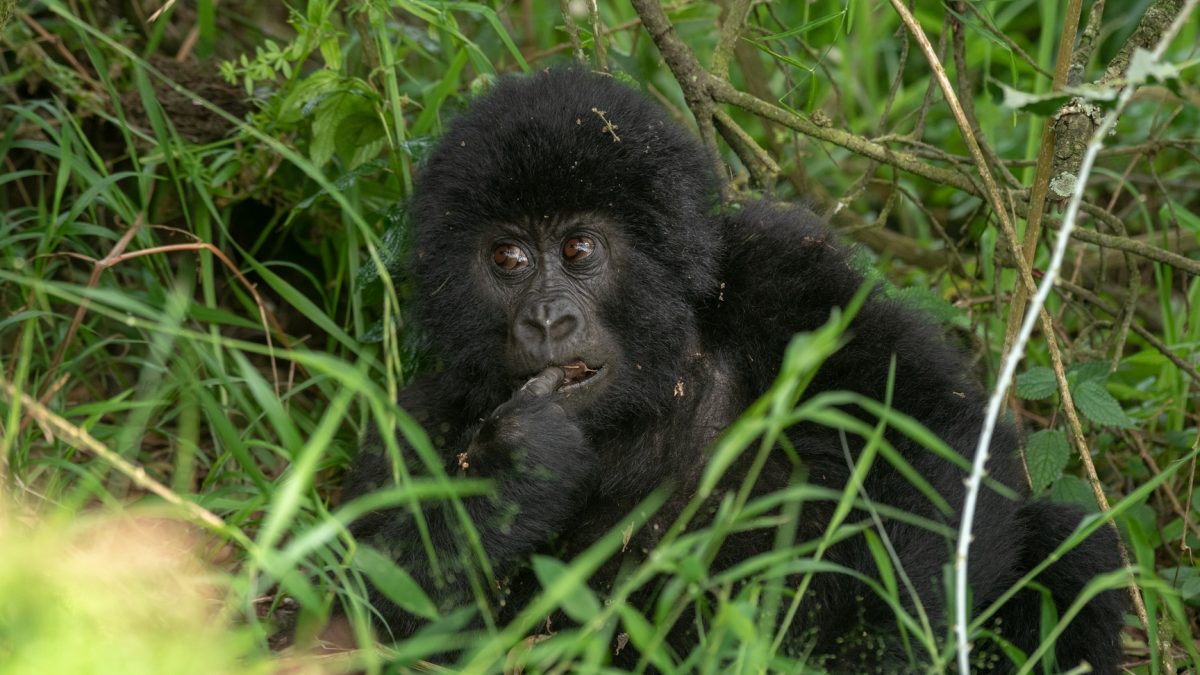 Gorilla Trekking Tours to Africa