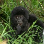 Gorilla Trekking Tours to Africa