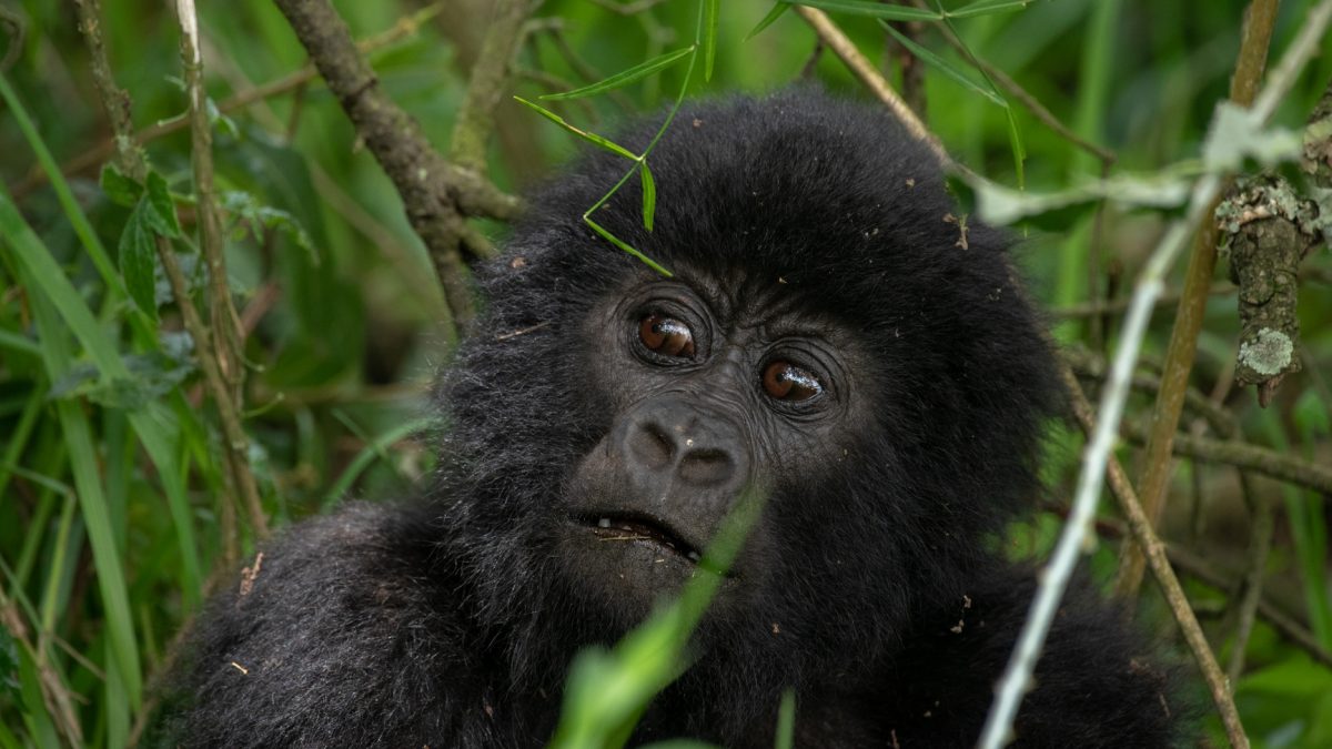 Gorilla Trekking Tours to Africa