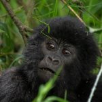 Gorilla Trekking Tours to Africa