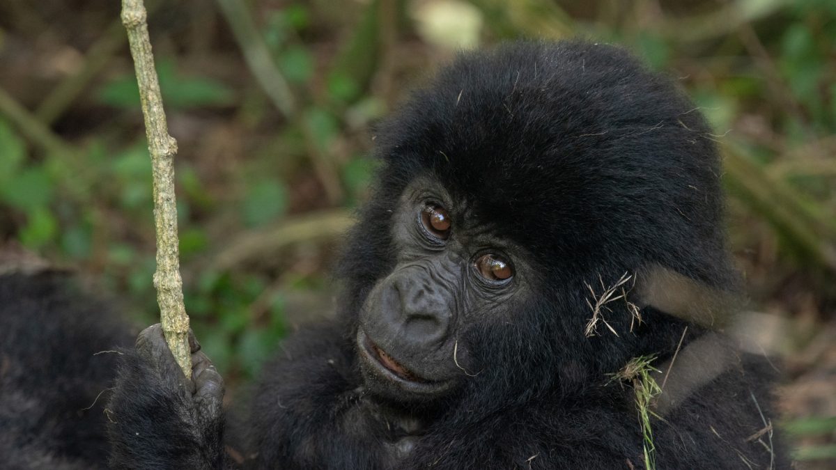 Uganda Gorilla Trekking Tours to Africa