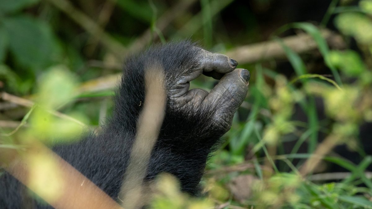 Gorilla Trekking Tours to Africa