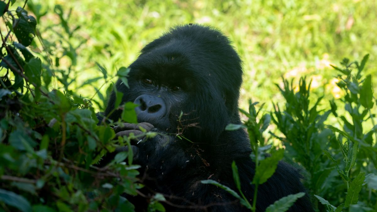 Mountain Gorillas