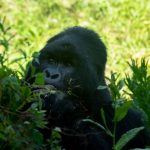 Mountain Gorillas