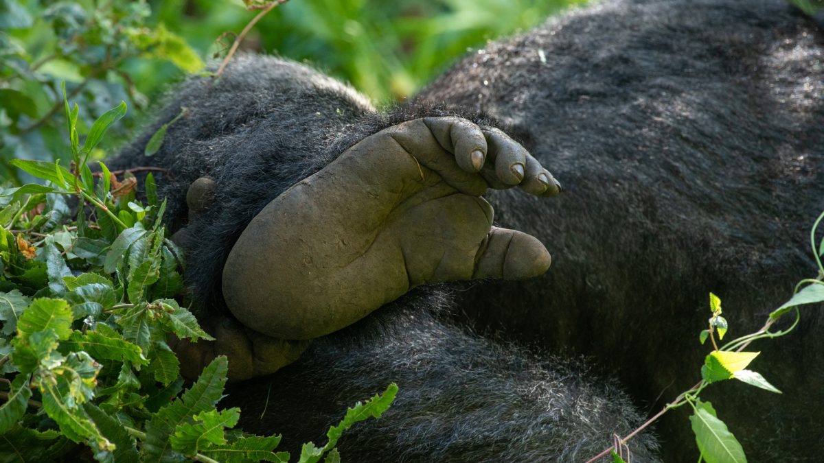 Gorilla Trekking Tours to Africa