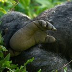 Gorilla Trekking Tours to Africa