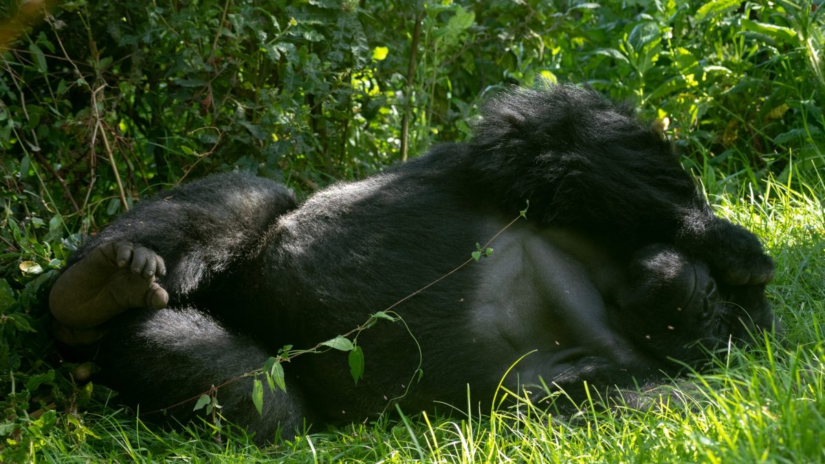 Gorilla Trekking Tours to Africa