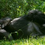 Gorilla Trekking Tours to Africa